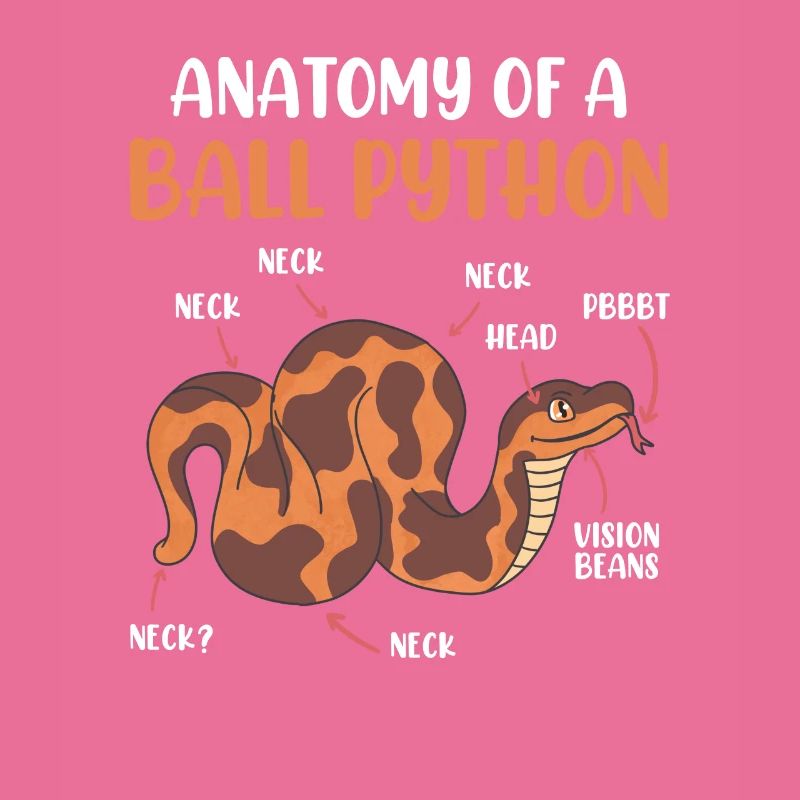 Snake Anotomy of a King Python Ball Python