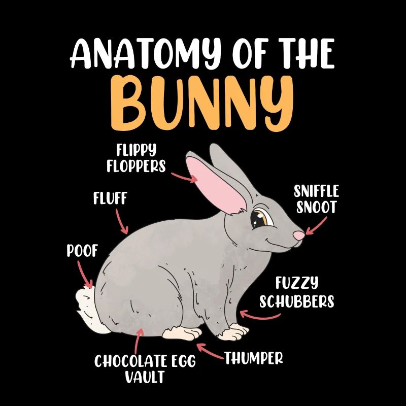 Anatomie d’un lapin Rongeur lapin