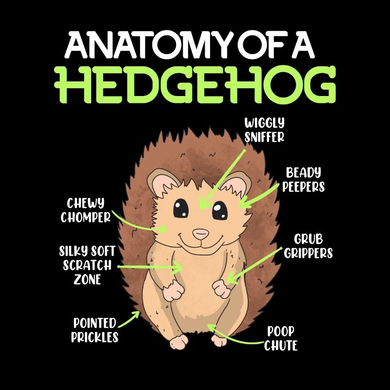 Anatomie eines Igel