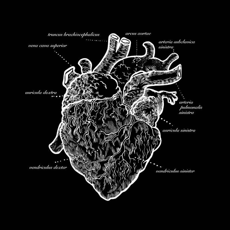 Anatomisches herz