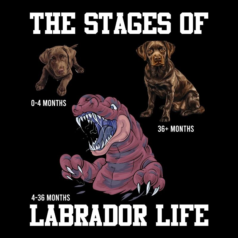 Labrador Liebhaber PHASEN EINES LABRADORS