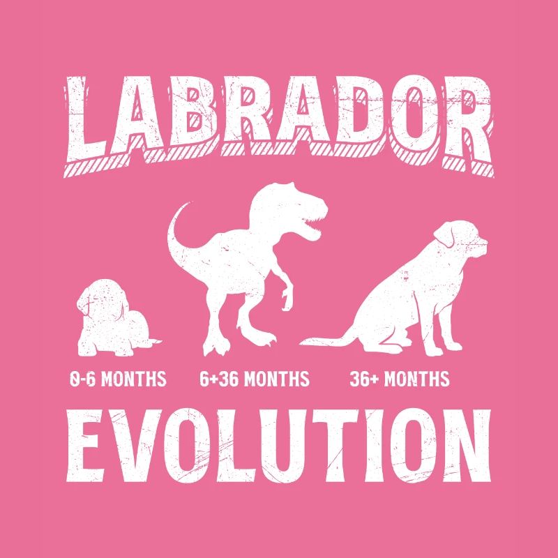 Labrador EVOLUTION Labrador Lover Funny