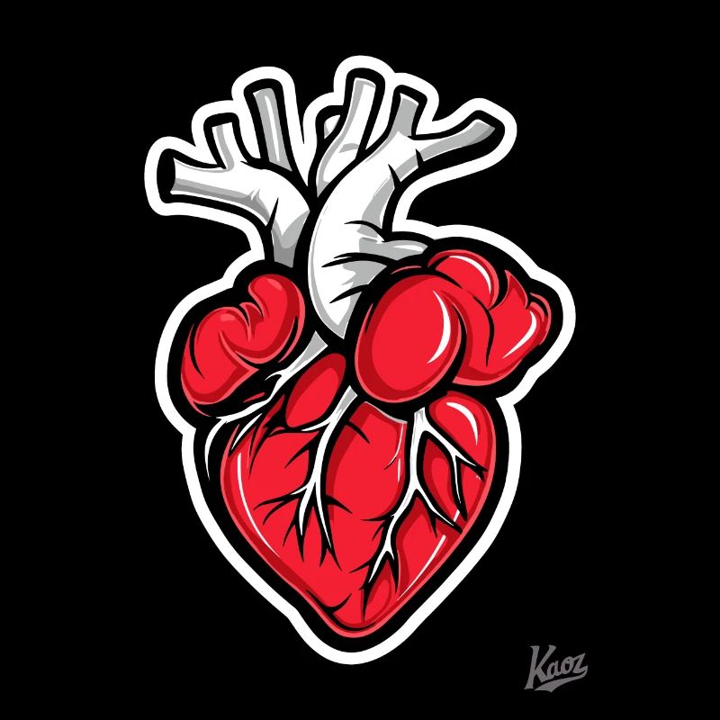 Anatomie Herz