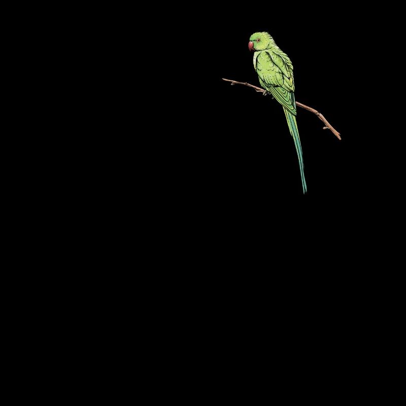 Perruche à collier I Alexander Parakeet Motif pour