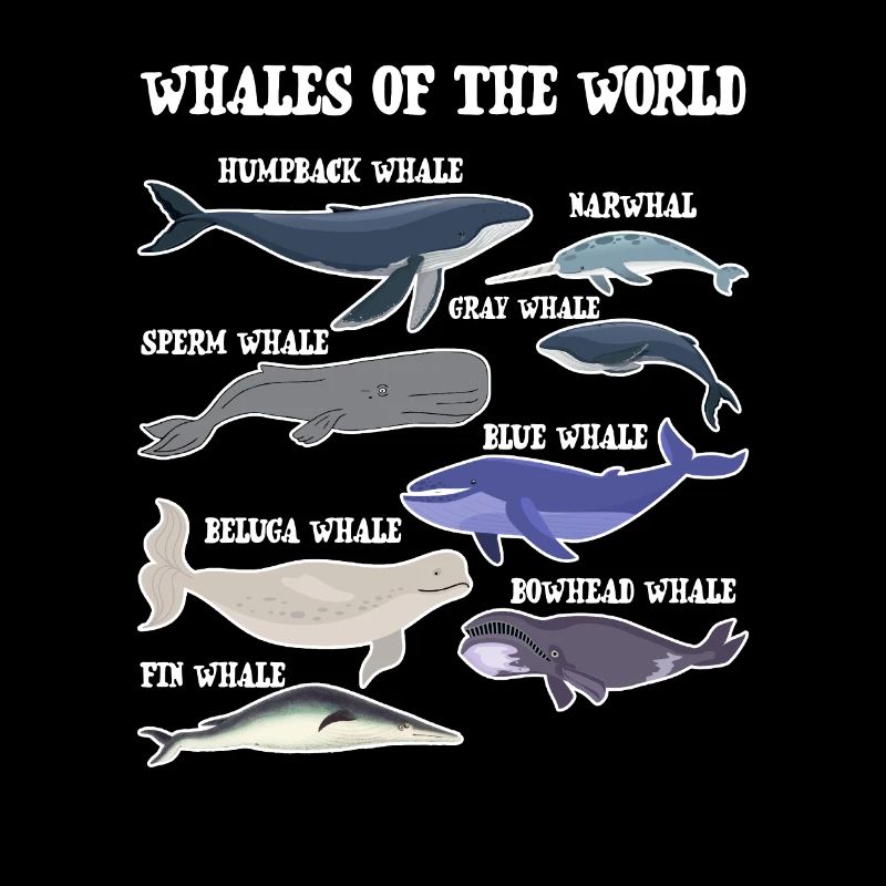 Les baleines du monde
