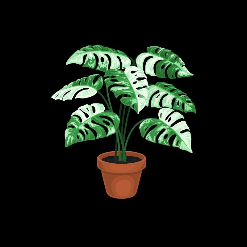 Variegated Monstera