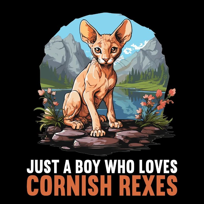 Cornish Rex Kätzchen Cornish Rex Katze