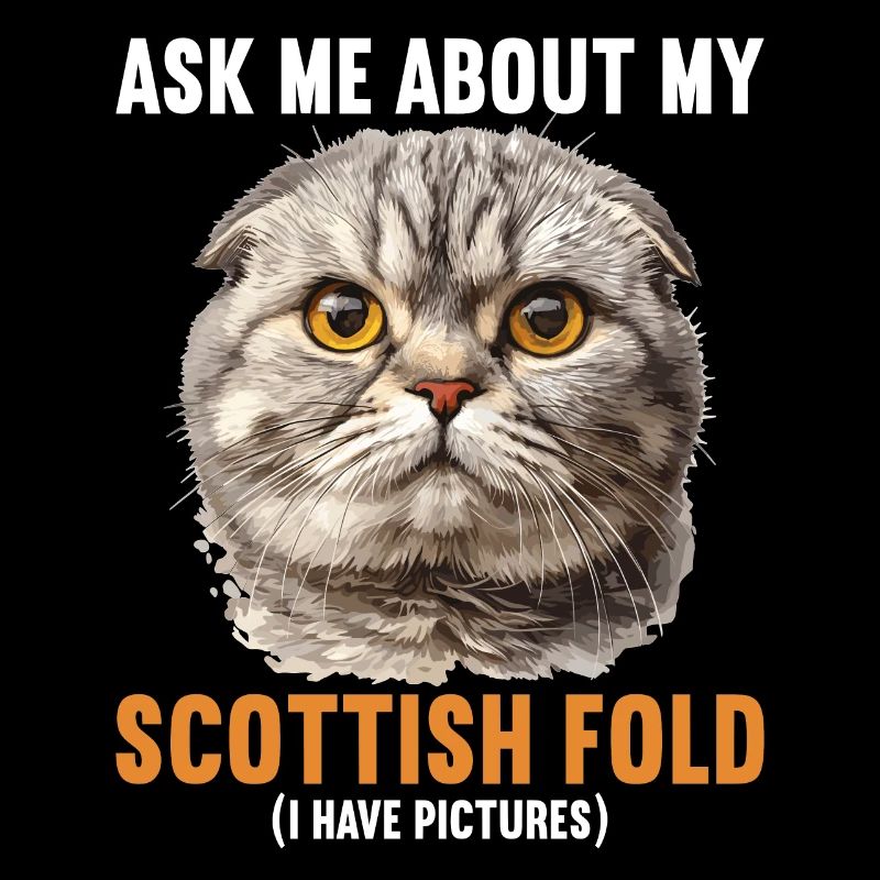 Scottish Fold Kitten Scottish Fold Cat