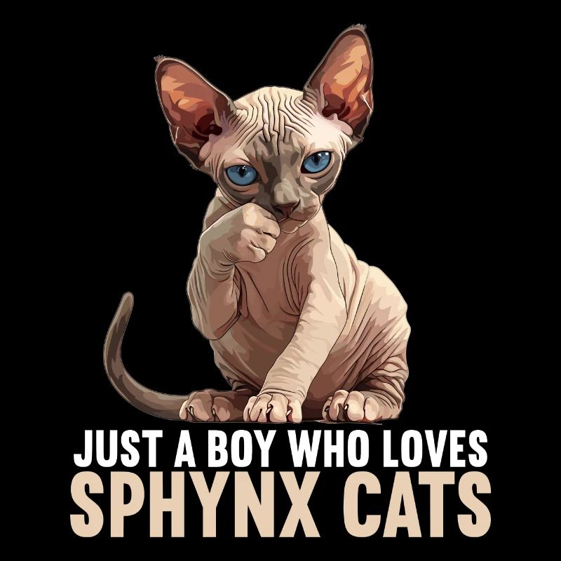 Sphynx Kitten Sphynx Cat