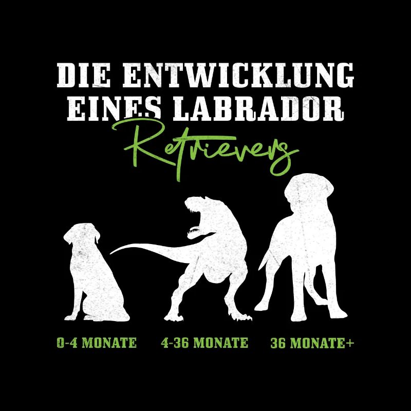 Labrador Hund DIE ENTWICKLUNG EINES LABRADORS