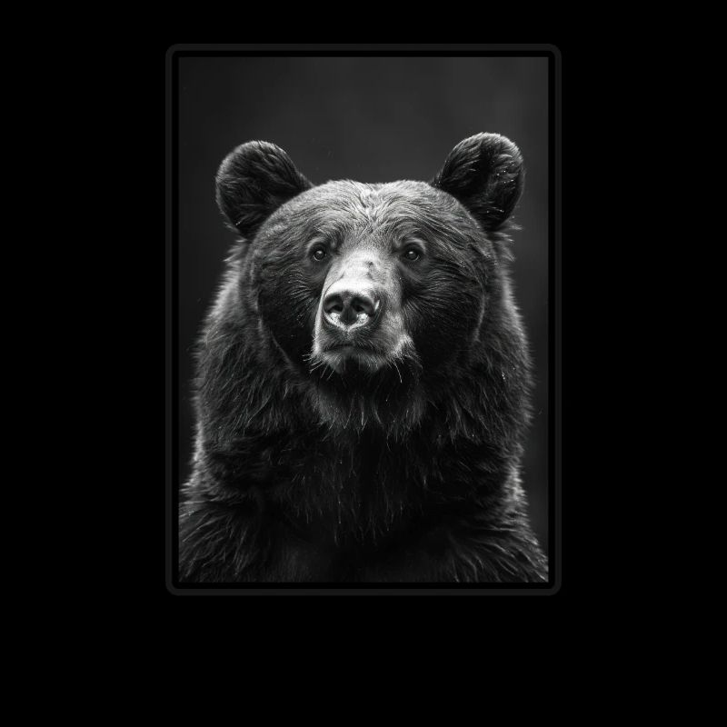 Bear Bären Bär