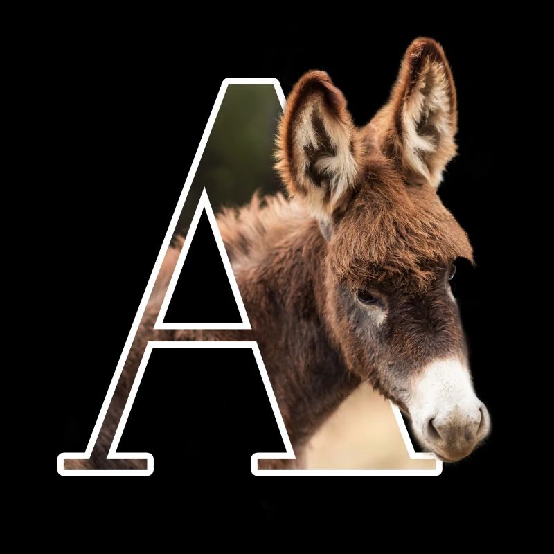 A Ane alphabet animaux