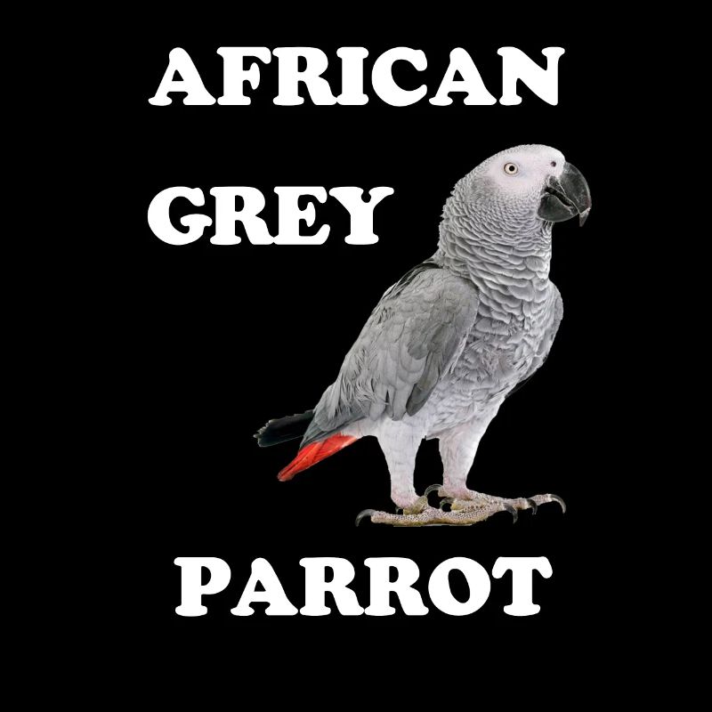 Perroquet gris d'Afrique