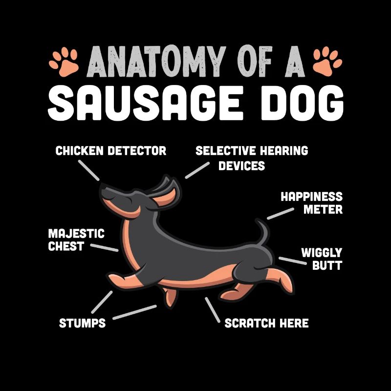 Anatomie d’un chien saucisse Drôle de teckel Cadeau