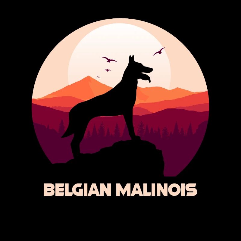 Berger belge malinois