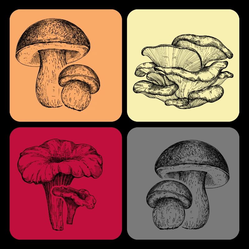 Champignons Connaisseurs de champignons Saison des champignons Cueilleurs de champignons