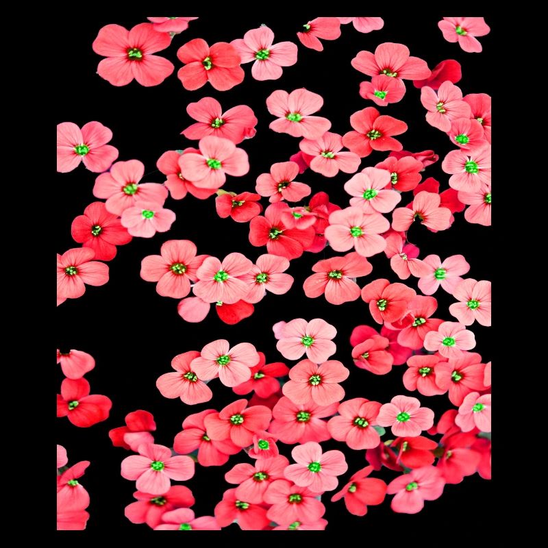 Fleurs rouges