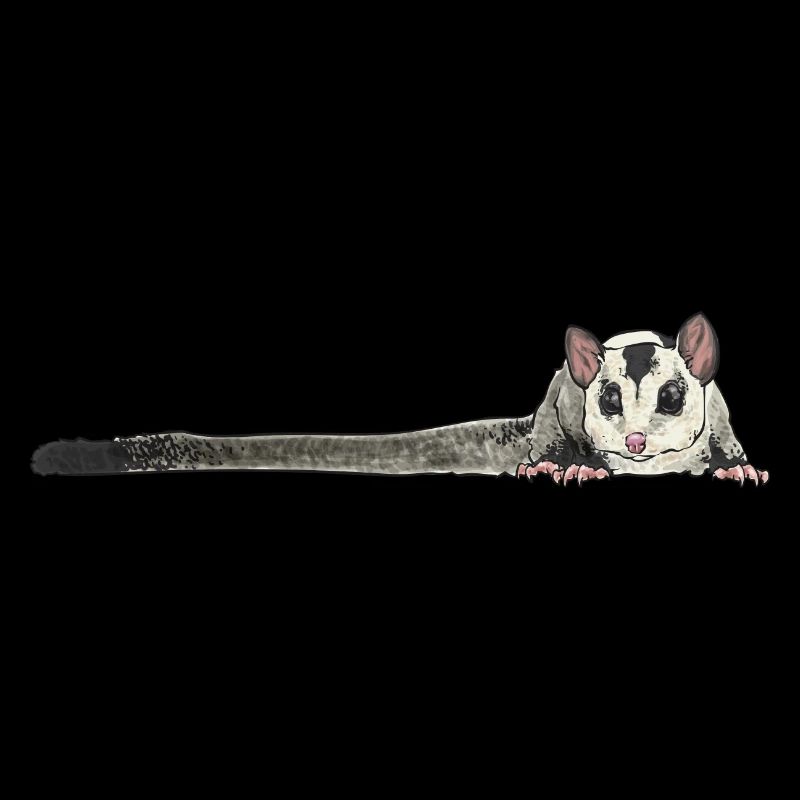 Kurzkopfgleitbeutler Sugar Glider