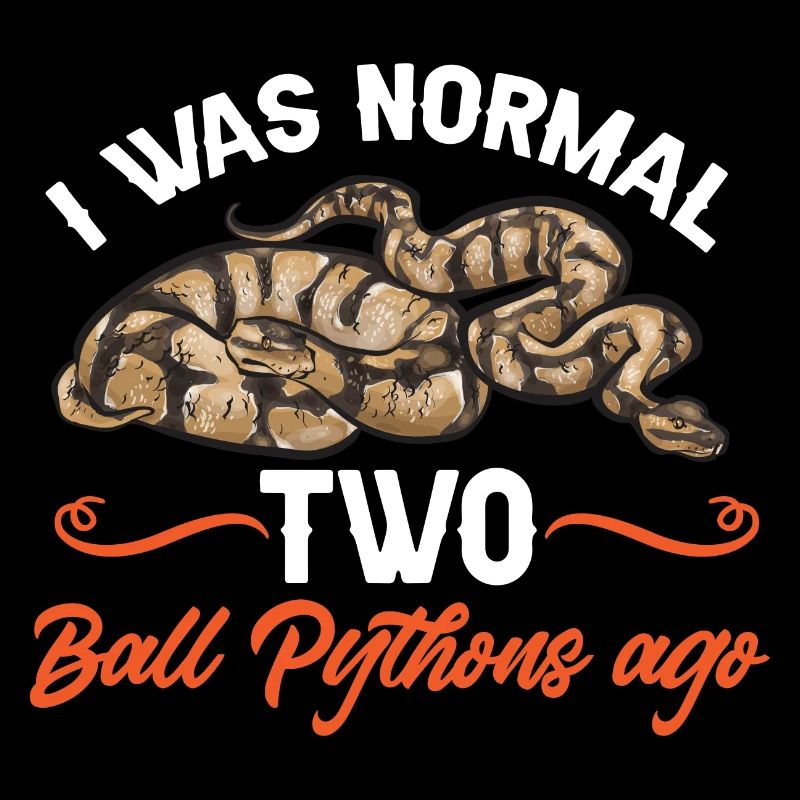 Ball Python Schlange Königspython
