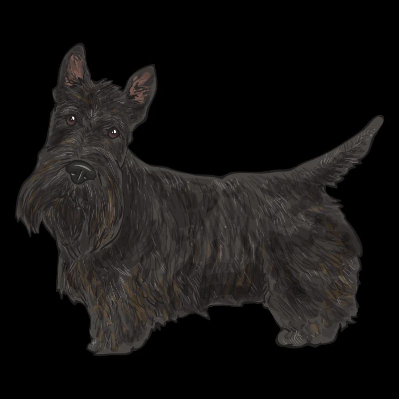 Scottish Terrier Scottie Hund