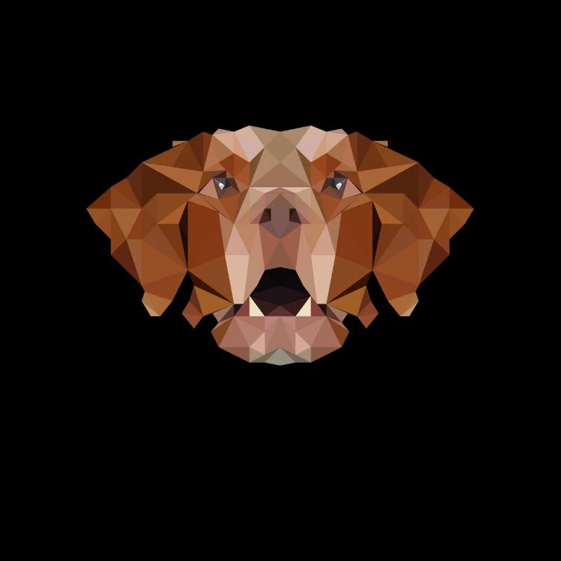 Epagneul Breton Polygone Spaniel Chien chef chien