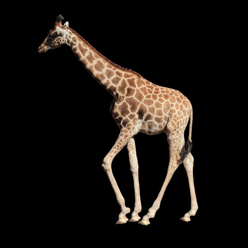 Giraffe echt