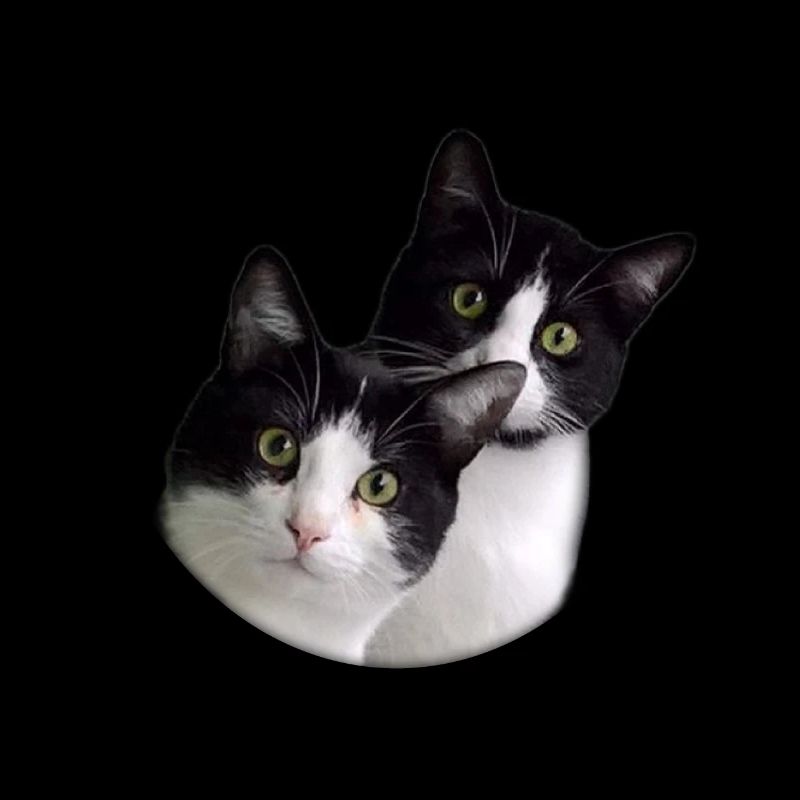 Team Cat