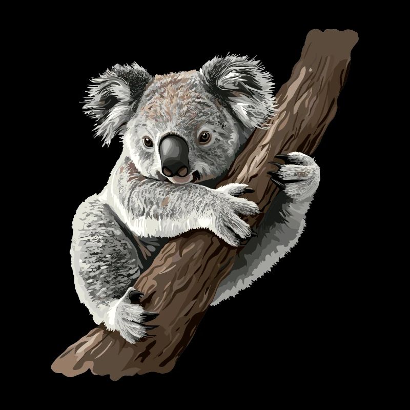 Koalabär, Koala in Australien