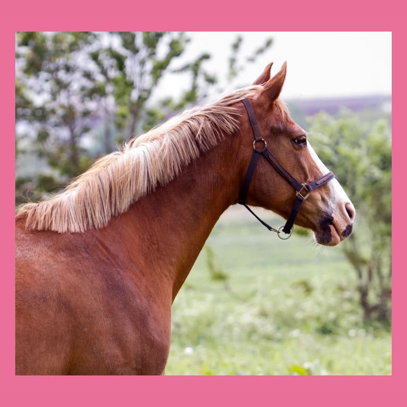 Cheval. Cheval.