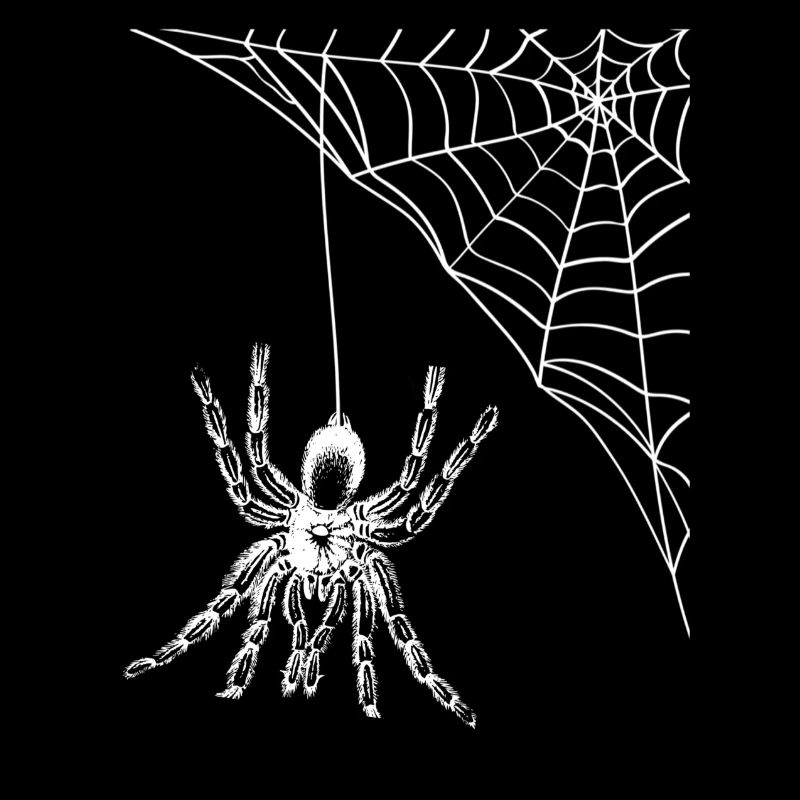 Spinne