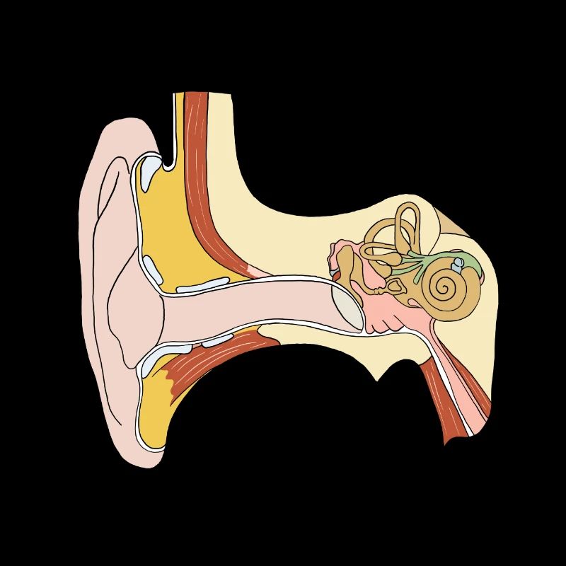 Oreille oreille interne