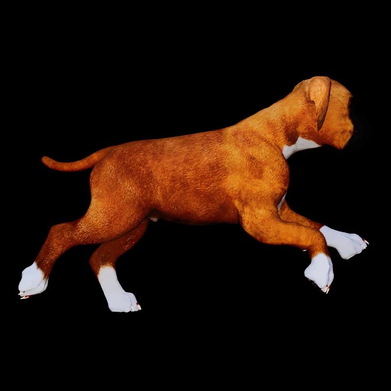 Chien chiot boxer
