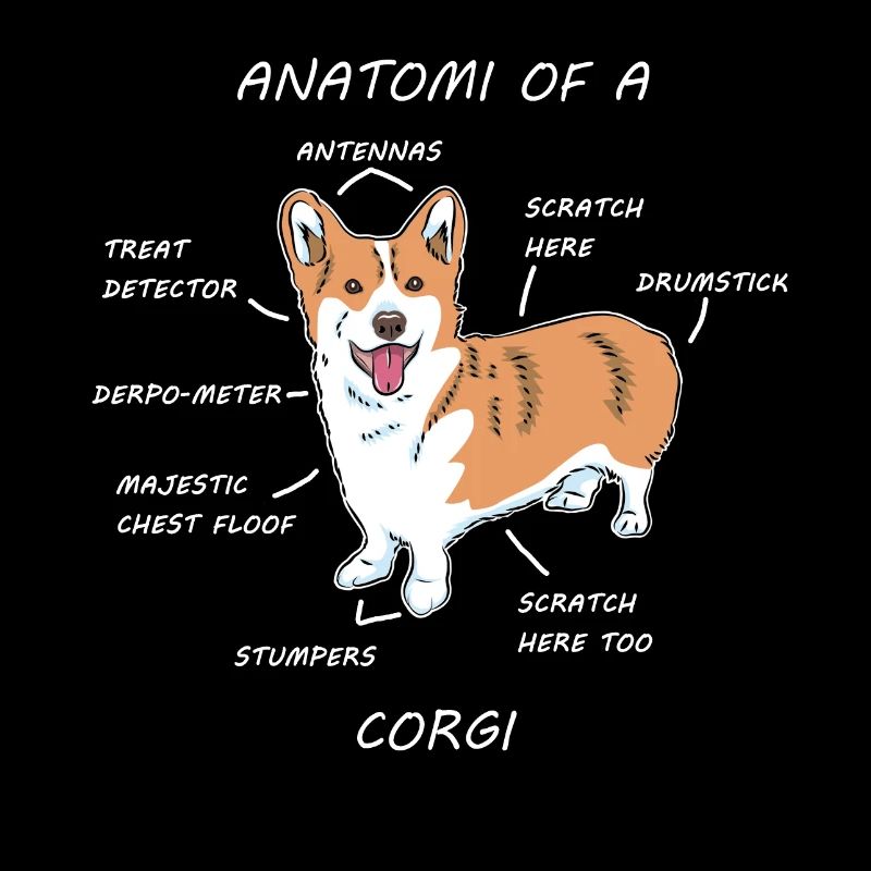 Anatomie Corgi Pudel Schäferhund Haustier Geschenk