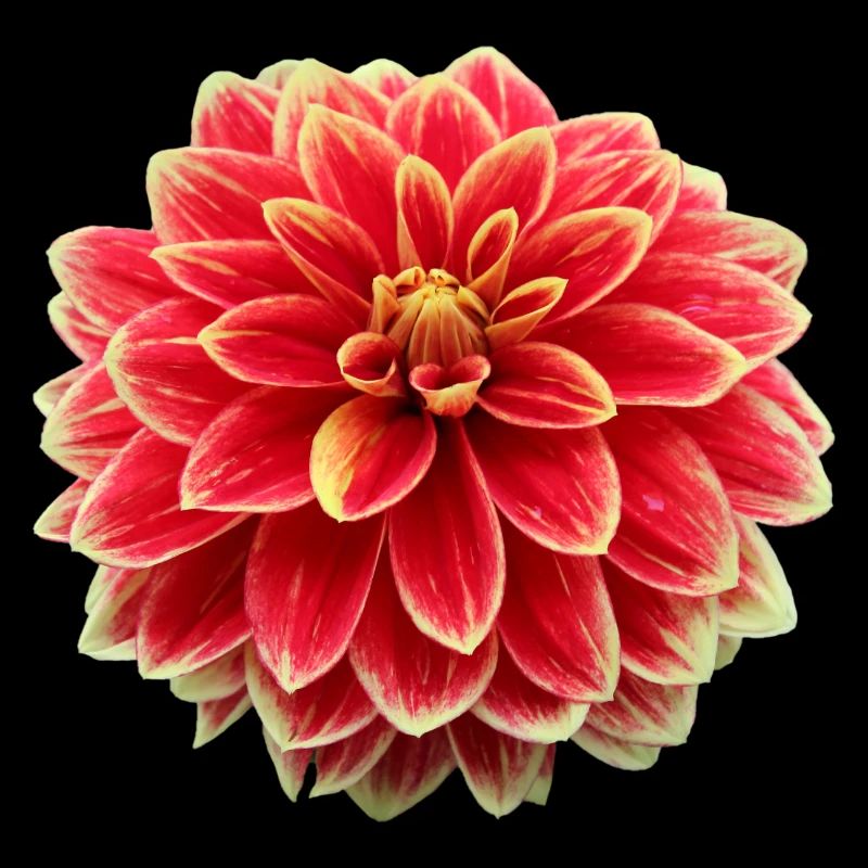 Fleur Rouge Fleur Rouge Fleurs Rouge Fleurs Rouge