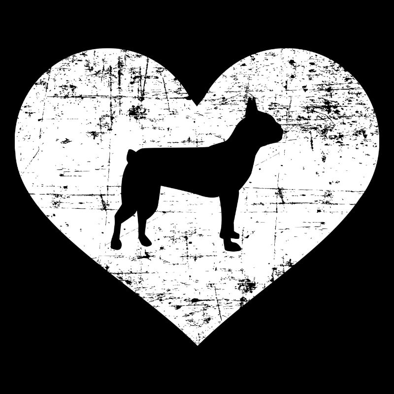 Boston Terrier