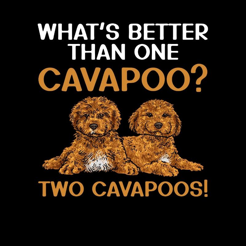 Cavapoo Cavoodle Capoodle Hund