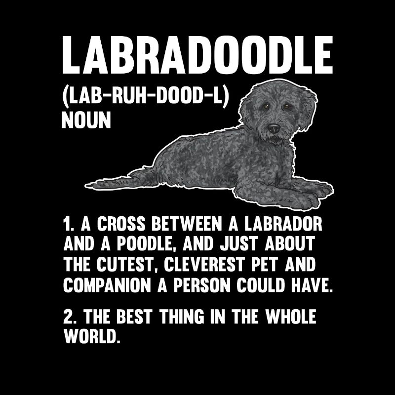 Labradoodle Hund