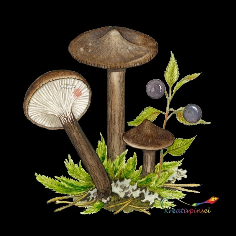 Tête de Maure (Lactarius lignyotus), un champignon comestible