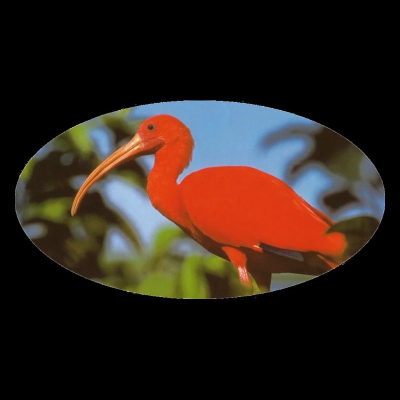ibis 1 Red Flamingo Amazonia