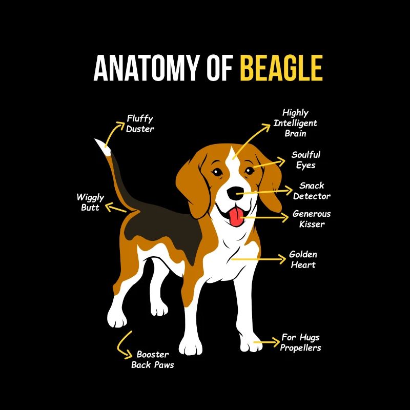 Beagle