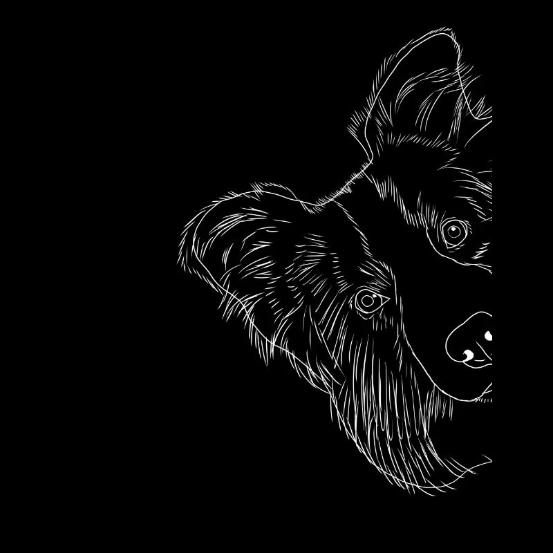 Curious Border Collie Dog