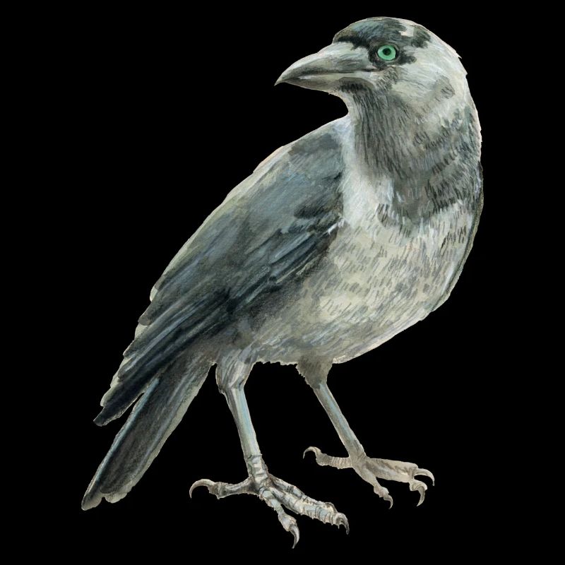 Jackdaw