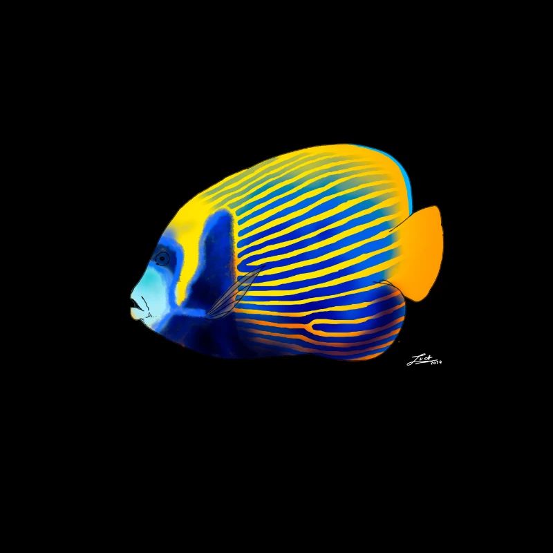 POMACANTHUS IMPERATOR