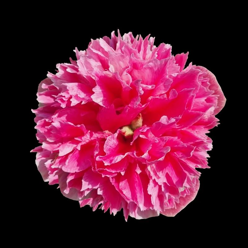 Blüte pink Einzelblüte Blume Rose