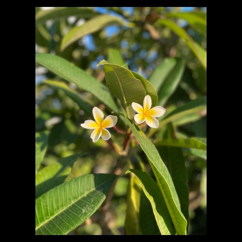 Frangipani