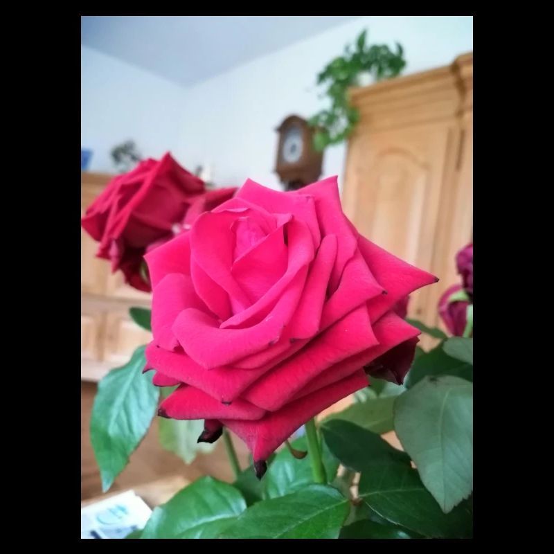 Rote Rose