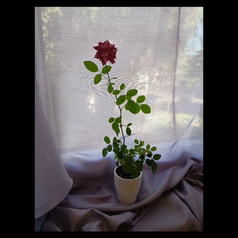 Window Flower
