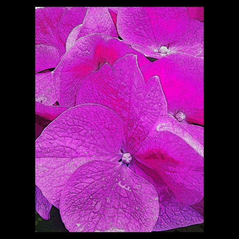Hortensia, Hydrangea