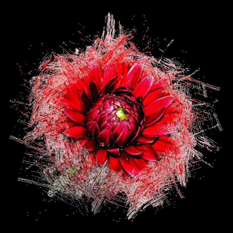 Rote Blume