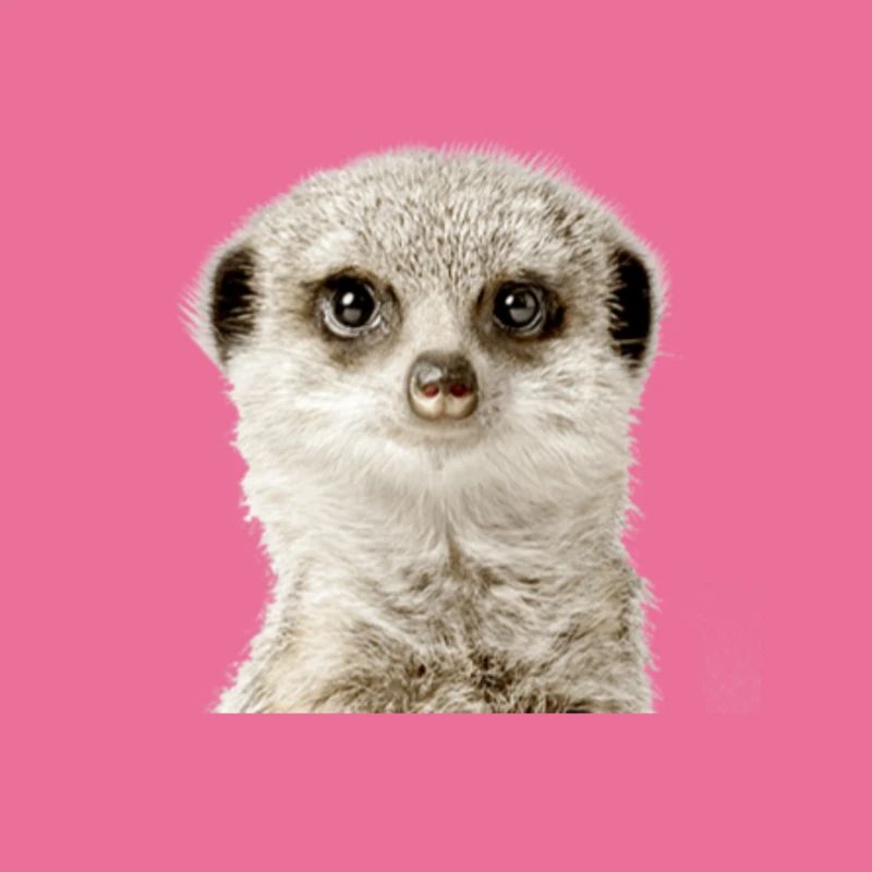 Suricate